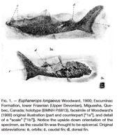 Euphaneropid a Euphaneros Excesivní