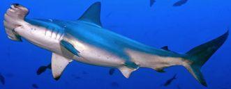 Galeomorphi Carcharhiniformes) )žralouni) Carcharinidae) ) ) Carcharhiniformes)H)
