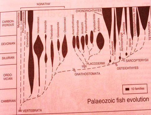 Placodermi - skupina linií blízkých kmenové linii Gnathostomata Placodermi!