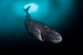 Greenland shark ž.