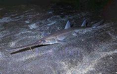 Squalimorphi PrisNophoriformes) Pilonosi) PrisNophoridae) 5spp.,drobní max1,4m, litorálvčetněřek,bahnité dno korýši Fylogenetické vztahy a historie žijích skupin paryb ca 1400 spp.