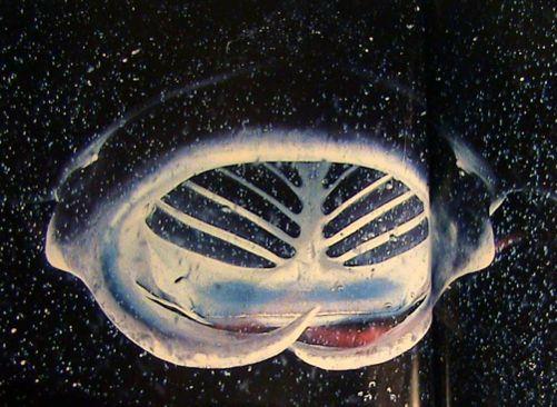 Batoidea Manta birostris - manta atlanská (Myliobatidae) Příčnoústí (Neoselachii) torpédovité nebo dorzoventrálně zploštělé tělo (žraloci a rejnoci) plakoidní šupiny, polyfiodontní dentice