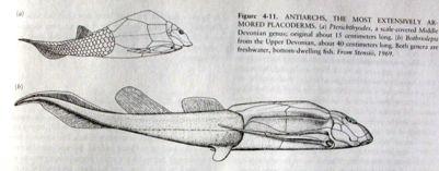 Placodermi An/archi