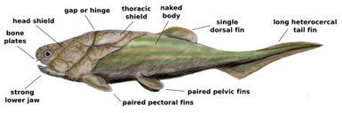 Coccosteus