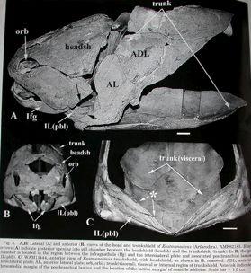 Placodermi