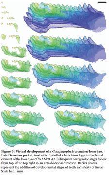 Gnathostomata placodermi mají skutečné zuby (pulpa, dentin, email) Dermální čelisti (infragnatale, supragnatale) se zakládají