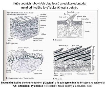 Acanthodi leptodní šupina