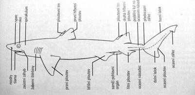 Apomorfie paryb (Chondrichthyes) Plakoidní šupiny, zuby a způsob jejich výměny. Redukce dermálního skeletu.