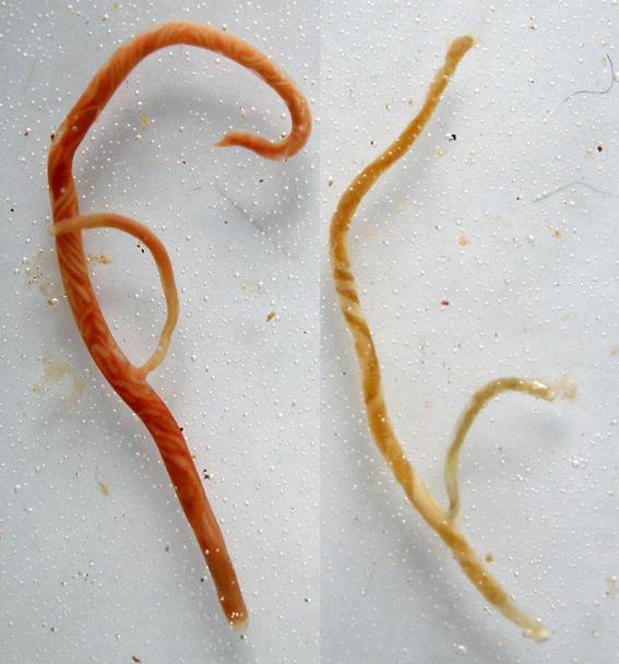 13 hlístice Nematoda svalovec stočený Trichinella spiralis 100 m Řez tělem hlístice: hypodermis se 4 lištami kutikula srostlice Cyanthosoma microspiculum střevo podélná svalovina pohlavní orgány