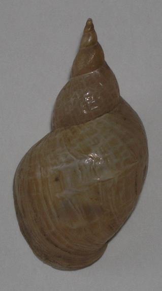 17 měkkýši Mollusca plži