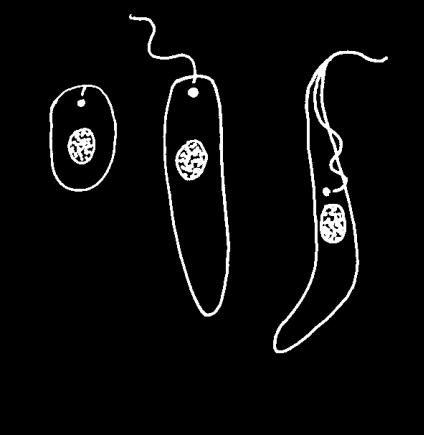 2 Excavata Euglenozoa Kinetoplastidea Trypanosoma equiperdum 50 m bičík