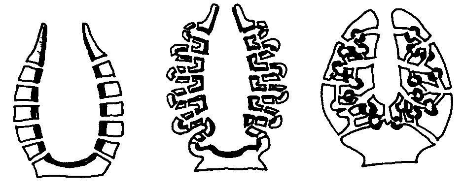 4 Opisthokonta ŽIVOČICHOVÉ - METAZOA houbovci - Porifera Kyveta.