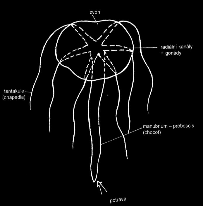 2 velum 1 Jakým způsobem se rozmnožují žahavci ve stádiu medúzy?