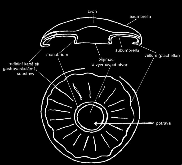 Jaký je rozdíl mezi láčkou a gastrovaskulární soustavou? Kde jsou u medúz tzv.