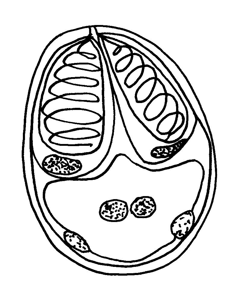 7 rybomorky Myxozoa Myxobolus cyprini - spóry 50 m?? sporoplasma schéma spóry Dokreslete tmavě fialově obarvené pólové váčky.