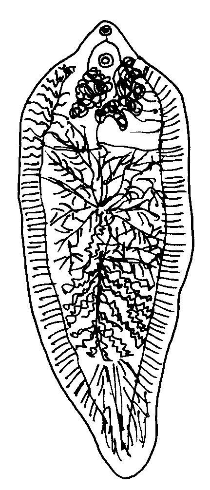 motolice kopinatá motolice jaterní Schistosoma sp. Dokreslete ústní a břišní přísavku (tzv.