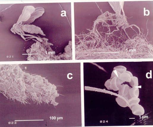 Interakce půdních bezobratlých a mikrorganismů Bacteria (10 9 g -1 ) 60 50