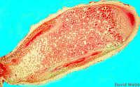 Rhizobia a ostatní symbiotičtí N 2