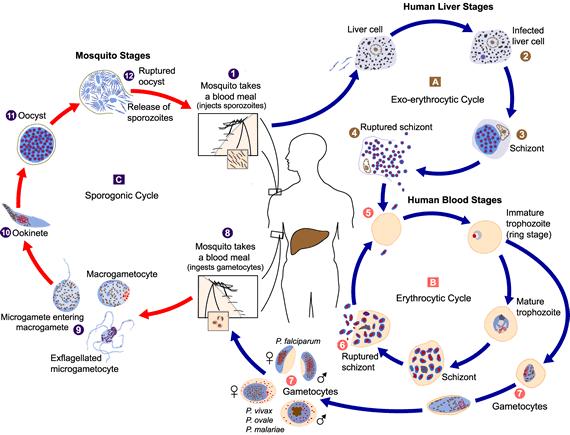 Parasiti vnitřní a vnější (exo a endo parasité) hojnost potravy stabilní prostředí Jak najít hostitele Jak