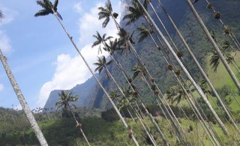TREK V ÚDOLÍ Procházka údolím Valle de Cocora s palmami palma de cera vosková palma nejvyšší palma na