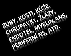 blastemy branchiální oblasti a viscerokrania Pigmentové bu ky Odontoblasty, osteoblasty Vasoreceptory Neuromasty, pouzdra