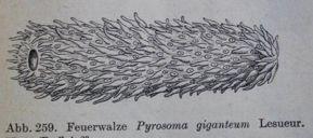 Růstová zóna kolonie Pyrosoma Pelagické kolonie