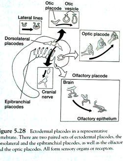 Neurální lišta Hlava Ektodermální plakody základ komplexních smyslových orgánů ektodermální invaginace (iniciace mesenchymem n.lišty?