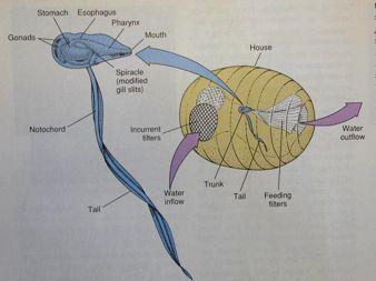 metagenese, rozmnožování