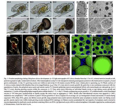 Oikopleura:( životnícyklus6.5 dne 6.denrapidní oogenese coenocysta:% mulqcelulární% orgán%produkce% oocytů% Ganotetal. 2007,Dev.Biol.