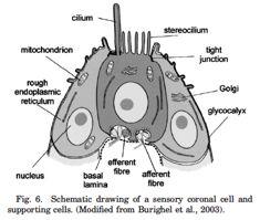 neuromasty a shodná inervace s neuromasty Craniata * 2004: exprese genů neurální lišty v plášti Ciona (chromocyty.