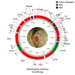 Together, our results indicate that during chordate evolution, cis-elements dependent upon Hox/Pbx regulatory complexes, are responsible