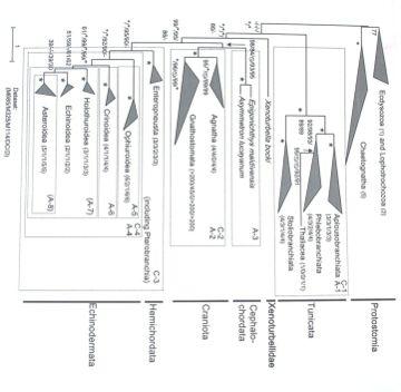 Heterogenita a extrémní plasticita mtgenomu: autapomorfie Tunicata? Comparison of lineage-specific evolutionary rates.