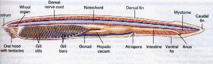 adenohypofýza) hltan (pharynx), žaberní štěrbiny (prim, sek. etc.