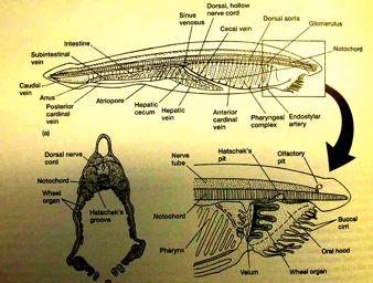 atrioporus (porus abdominalis), jícen, jaterní vak, střevo, anus Kopinatec