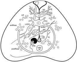 neurocoelu),1párnervů (dors.) Hlavovýkonec:Köllikerova jamka(čich?