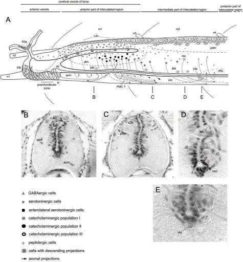 (sinus venosus) Tepenný systém: aorta ventralis - žaberní tepny (arteriae