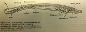 differenciace gonád Larva kopinatce - asymetrická, nemá atrium apod.