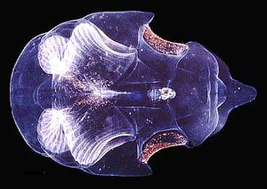 1 metamerisace tělesné stavby 2 organisace cévní soustavy 3 párové míšní nervy, 4 Hatchekova jamka (= adenohypophysární plakoda?) 5 infundibulární orgán (=neurohypophysa?