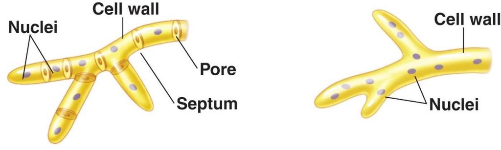 Mikroskopické vláknité houby stavba stélky Septum = přehrádka - U vyšších hub - Ohraničení rozmnožovacího orgánu, uzavření poškozené hyfy, oddělení hyf od intenzivně rostoucího mladého mycelia -