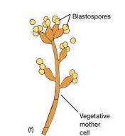 Artrospory Sporangiospory Fragmentace