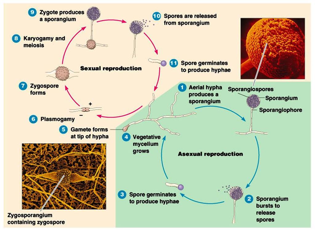 Životní cyklus Mucor, Rhizopus Tvorba sporangia ze zygoty Uvolnění spor ze sporangia Karyogamie a meioza Tvorba zygospory Pohlavní rozmnožování Plasmogamie Tvorba gametangií Růst vegetativního