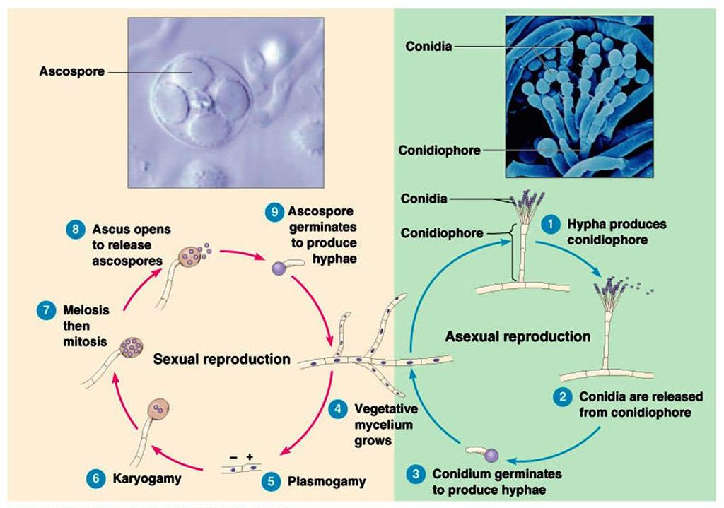 Životní cyklus Penicillium, Aspergillus Askospora Konidie Konidiofor Uvolnění askospor otevřením aska Tvorba hyf klíčením askospor Konidie Konidiofor Tvorba konidioforu Meioza, pak