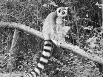 Uživatelé obdivovali nově vybudovaný areál Afrika a nádhernou úpravu dřevin a květin v celé zoologické zahradě.