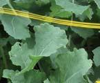 Clearfield + DEKALB = DK IMPRESSION CL + NOVINKA 2016 DK IMPERIAL CL Co