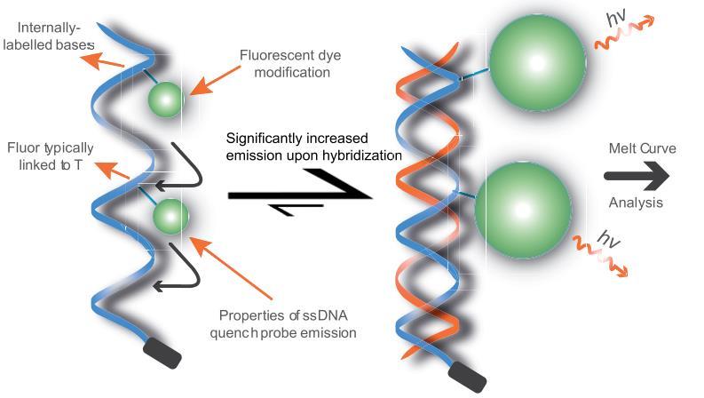 HYBRIDIZAČNÍ BEACON SONDY Jako interkalační barvy Během PCR: - napojení sondy - fluorescence vysoce