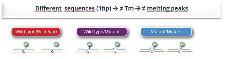 Type Mutant Wild Type