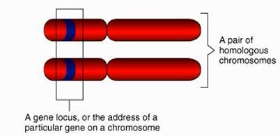 Koncept Alel a SNP jednonukleotidový polymorfismus Alela je alternativní forma genu (jedna část páru) je umístěna na specifické pozici (lokusu) na specifickém chromosomu