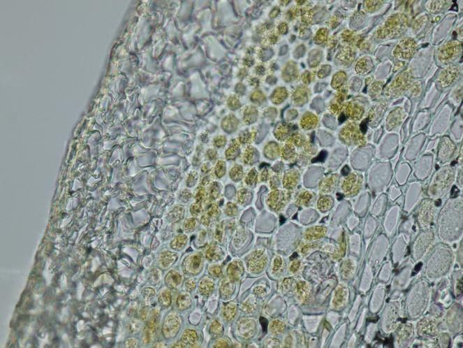 paprsek sklerenchymatický pericykl sekundární floém dřeň kambiální zóna letní