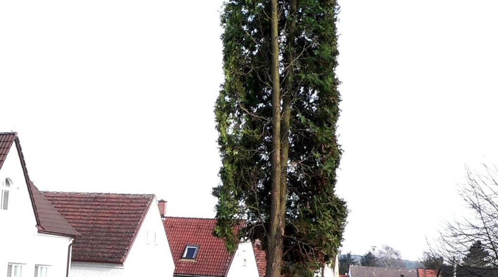 (například hanlivé či urážející) noviny