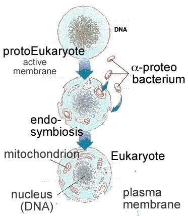 Vznik mitochondrie jediná endosymbiotická